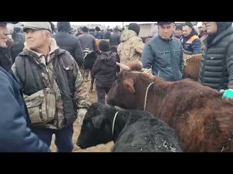 Видео: #ТАХТАКОПИР_МАЛ_БАЗАР_САУЫН_СЫЙЫР_КАШАР_ТАНА_БАСПАК_БАХАЛАРЫ&_10_НОЯБР_2024_ЖЫЛ
