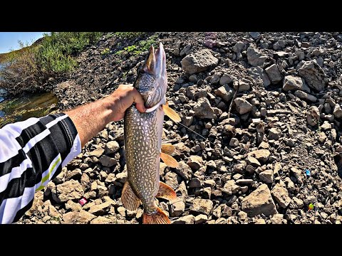 Видео: Сезон хищника продолжается.Щука на живца.