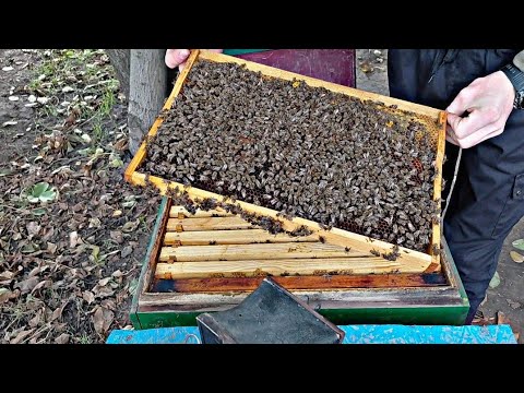 Видео: СОБИРАЕМ СЕМЬИ ПЧЕЛ В ЗИМУ !!! 6.10.2025