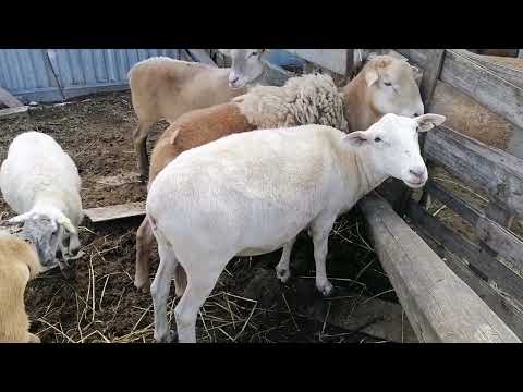 Видео: Линии Катумских овец и их характеристики