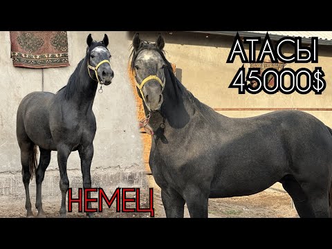 Видео: КУНАН АТАСЫ НЕМЕЦ 45000 ДОЛЛАРЛЫК АТ🔥7 ноября 2025 г.