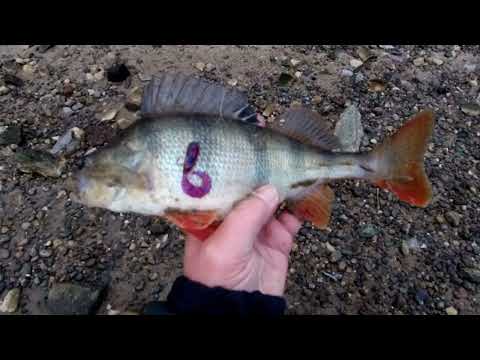Видео: Рыбалка на Химкинском водохранилище. 02.12.2024.