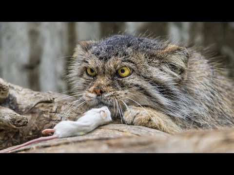 Видео: МАНУЛ - редкий, злобный, дикий горный кот! И это САМЫЙ ПУШИСТЫЙ представитель семейства!