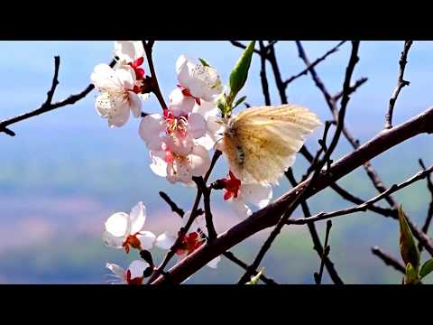 Видео: Октябрьский район. Весна 2017 года. (авт.Игорь Жабский Приморский край)