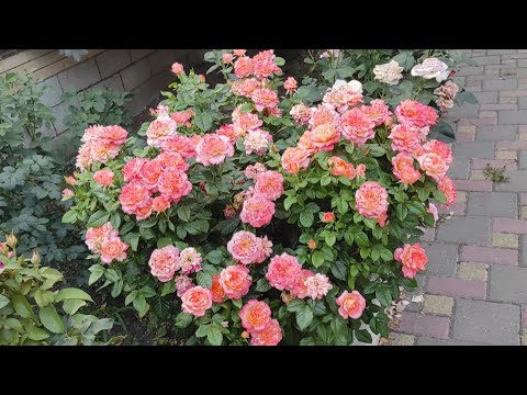 Видео: Розы -цветуньи в пекло👋👋. Ошибки розовода😩😩😩
