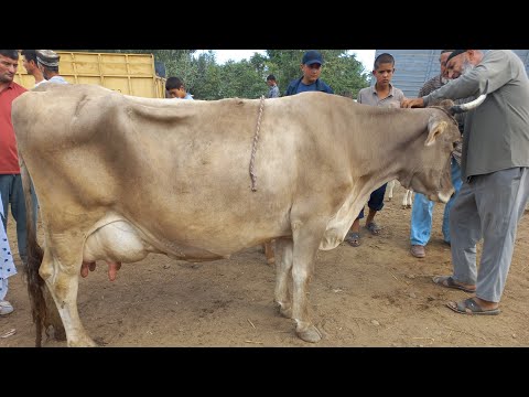 Видео: 70 ХАЗОР САВДО ШИД ШВЕДСАРИЯ 13 июля 2025 г.