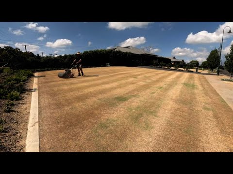 Видео: Восстановился ли мой газон TifTuf после сброса HOC к зиме?