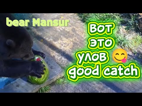 Видео: Мансур, выловил арбуз 🐻😋💦Mansur caught a watermelon _30/08/25