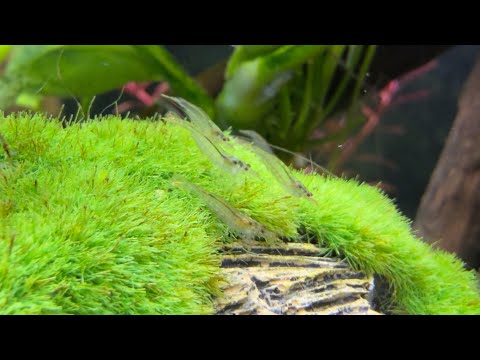 Видео: 12 ноября 2025 г.