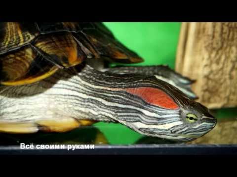 Видео: Уход и содержание красноухих черепах!