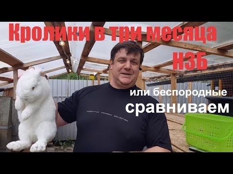 Видео: Кролики в три месяца: НЗБ или беспородные, сравниваем.