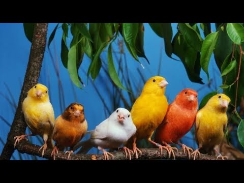 Видео: 5 мая 2024 г.