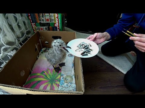 Видео: Птенец чайки живёт с людьми. Бросить не смогли, взяли домой. Как купаются чайки