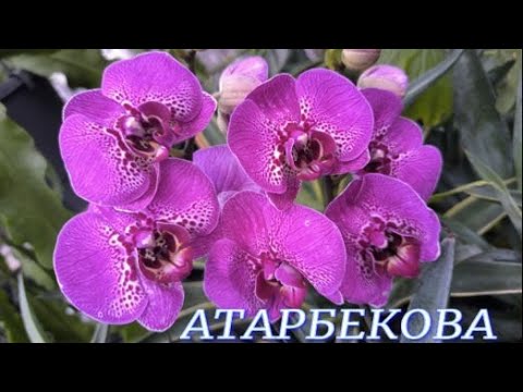 Видео: №1127/ СВЕЖАЯ  поставка ОРХИДЕЙ в с/ц на АТАРБЕКОВА