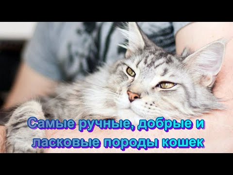 Видео: Самые ручные, добрые и ласковые породы кошек The most tame, kind and affectionate cat breeds