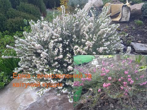 Видео: Eріка - гарний вічнозелений кущик з довгим періодом цвітіння.