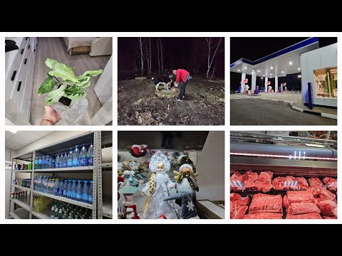 Видео: VLOG 12.11.2024 г Комнатные растения/ Работаю на АЗС TEBOIL/ Муж помогает/ Кормим собаку/ Покупки