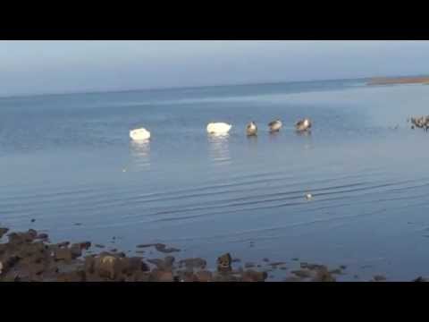 Видео: Морской залив в ноябре