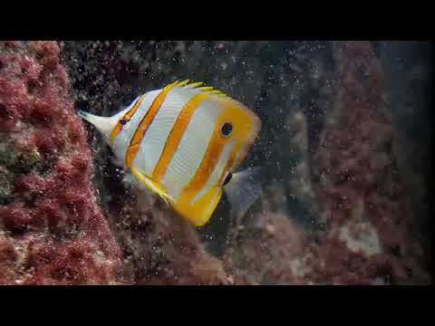 Видео: Ошо, Часть - 05. Внутренний свет, озвучивает Nikosho.