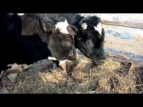 Видео: эксперемент быки на улице. будут давать привес?