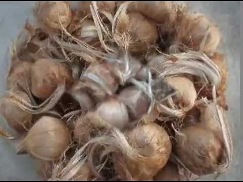 Видео: Посадка шафрана 02