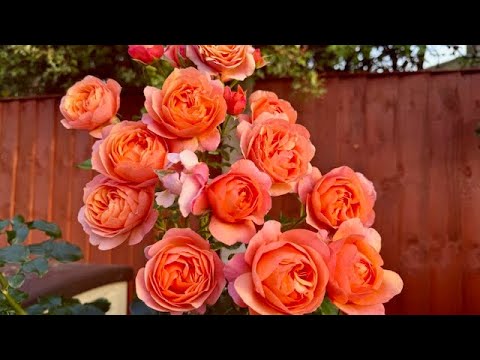 Видео: 🌹 Тур по саду 2: Уникальные розы, которых не встретишь часто/🌸 Сокровища моего сада