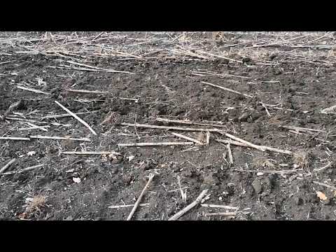 Видео: Дискуем подсолнух агд 2.5 прицепная мтз 80