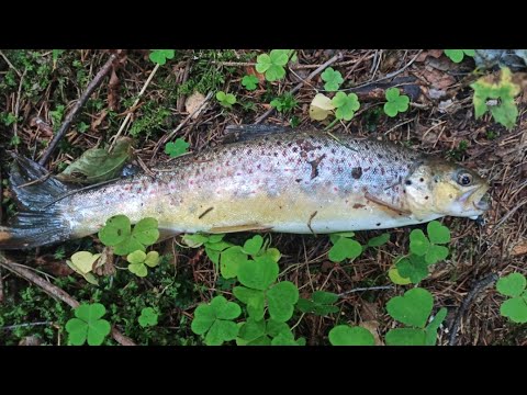 Видео: ВЕСЕННЯЯ ФОРЕЛЬ🦈ЛОВЛЯ НА ВОБЛЕРЫ🔥