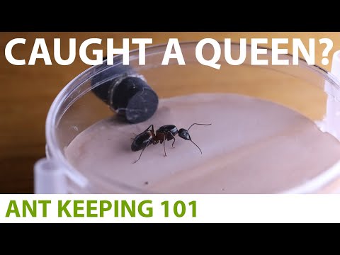 Видео: Как ухаживать за королевой муравьев | Содержание муравьев 101