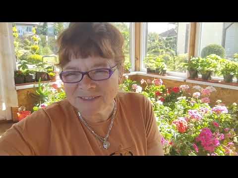 Видео: Только оптимизм! Герани красотки на черенкование и срезы! Мои любимые цветы!🌺🌸♥️♥️♥️