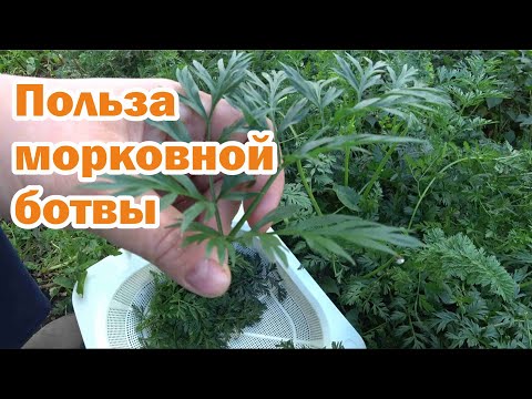 Видео: Заготовка морковной ботвы. Как ее использовать?