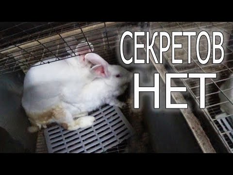 Видео: СЛУЧКА КРОЛИКОВ ОСЕНЬЮ