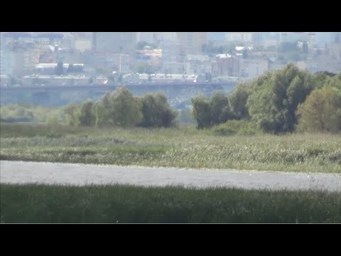 Видео: Ручные птенцы, какие результаты у неразлучников