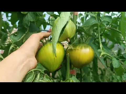 Видео: СИБИРЬ. ТОМАТЫ В ТЕПЛИЦАХ, ОСТАТКИ ХОРОШИ. 25 АВГУСТА. 2025.