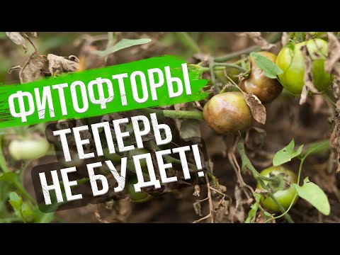 Видео: Как бороться с фитофторой на помидорах? Фитофтороз томатов - признаки, борьба и профилактика