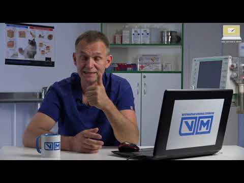 Видео: Клинический случай. Собака хромает Что на рентгене. Платная консультация. Приступы. Травматин.