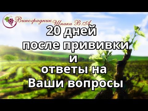 Видео: 20 день после прививки и ответы на ваши вопросы