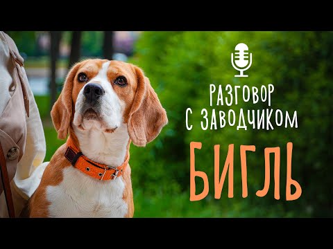 Видео: Разговор с заводчиком: бигль // кому подходит порода? / особенности характера бигля