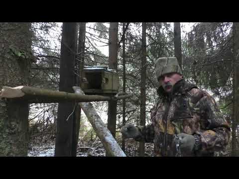 Видео: охота на куницу капканами КП 120 без домика