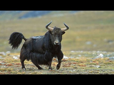 Видео: ДИКИЙ ЯК - огромный и очень агрессивный бык-скалолаз с шерстью козла и большими рогами!