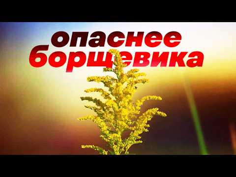 Видео: Это опасное растение захватило уже все континенты, кроме Антарктиды. И остановить его невозможно