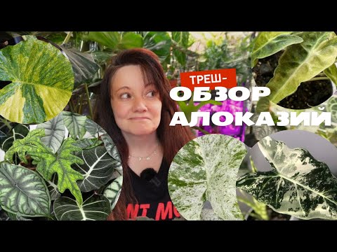 Видео: Обзор АЛОКАЗИЙ: они сильнее чем вы думаете