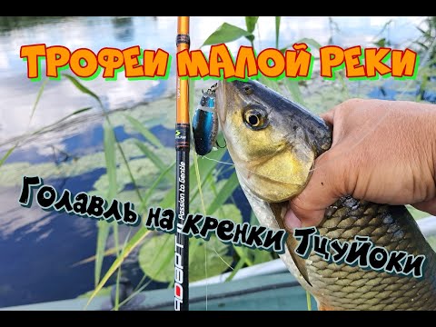 Видео: Трофей малой реки. Разлавливаю кренки TsuYoki. Тестирую Norstream Adept 2
