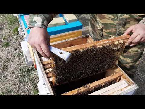 Видео: Технология Сергея Гопка по Кубански#пчеловодство#пасека#изоляцияматок#малыхин#пчёлы#миленин#весна