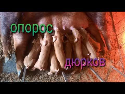Видео: Опорос дюрчихи  Лада исправилась