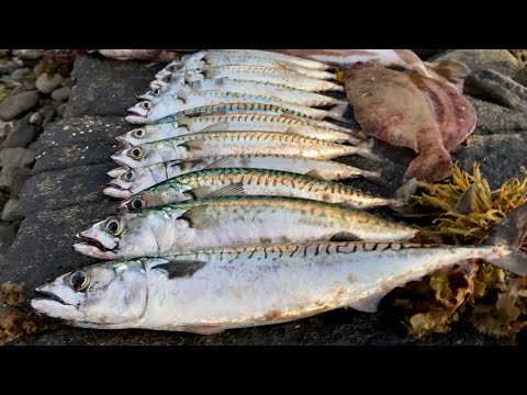 Видео: СКУМБРИЯ на троллинг, КРАБЫ и другие трофеи… Рыбалка на троллинг в Норвегии