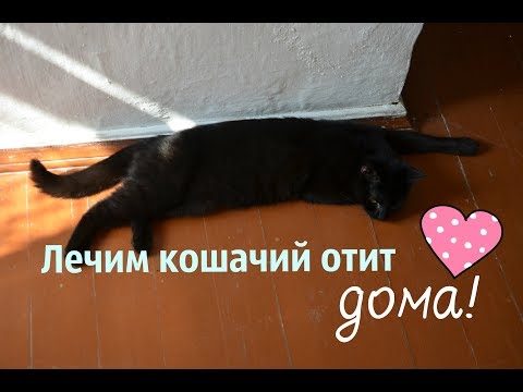 Видео: Как Вылечить Отит у Кошек! (совет ветеринара)