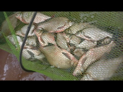 Видео: РЕКА КАМА!!!! БЕРСУТ -СОТОВО!!!! КРУПНЫЙ ЛЕЩ!!