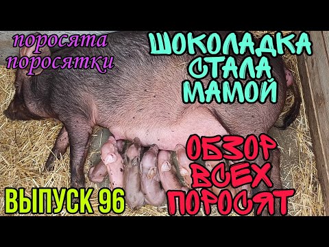 Видео: Опорос свиноматки в 9,5 месяцев. Обзор всех поросят.  Что будет если покрыть свинку в 5 месяцев .