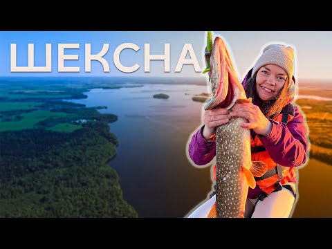 Видео: Сезон открыли на УРА!!! Рыбалка. Река Шексна.